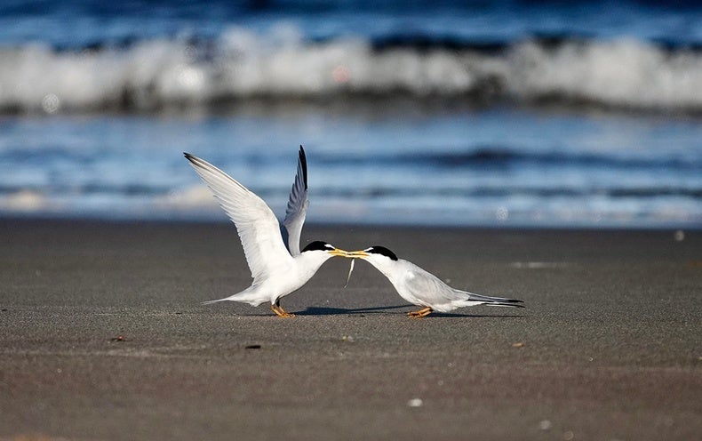 This Seabird Courtship Ritual Is the Romance of the Summer months