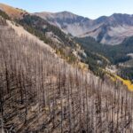 Forests Are Losing Their Capability to Maintain Carbon