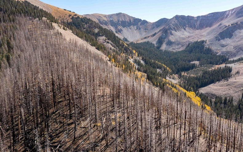 Forests Are Losing Their Capability to Maintain Carbon