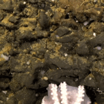 Watch Child Octopuses Hatch from a Stunning Deep-Sea Nursery