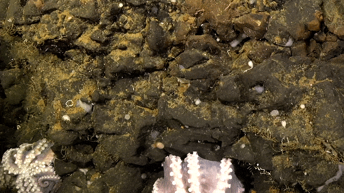 Watch Child Octopuses Hatch from a Stunning Deep-Sea Nursery