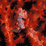 What’s Taking place in the Ocean, and Why It Issues to You and Me