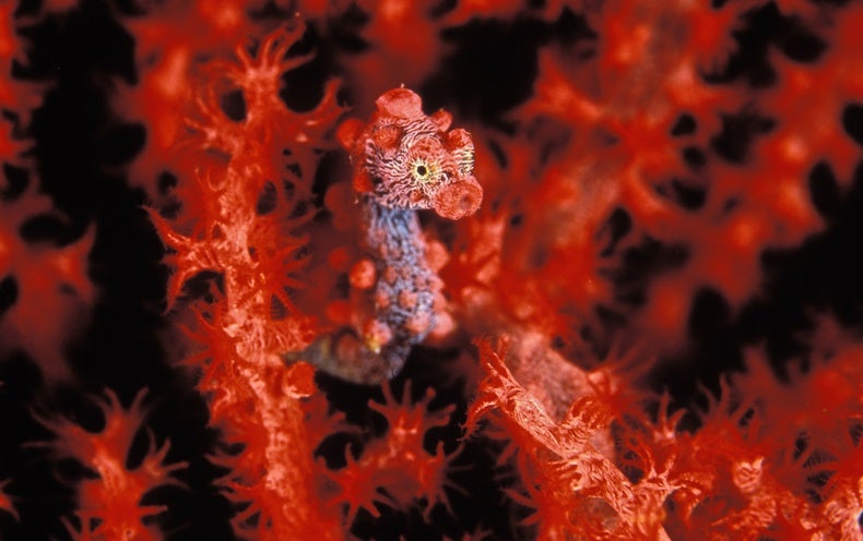 What’s Taking place in the Ocean, and Why It Issues to You and Me