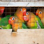 Human beings Are Predators of at Least Just one Third of All Vertebrate Species