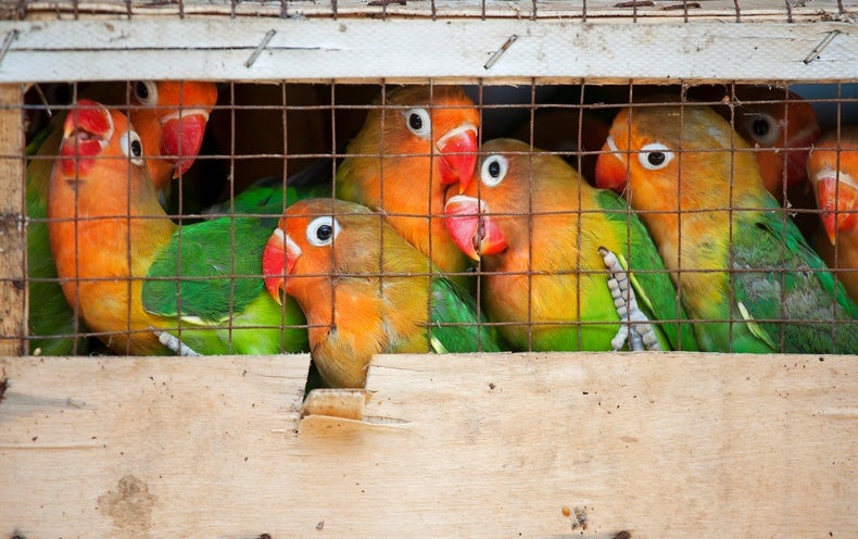 Human beings Are Predators of at Least Just one Third of All Vertebrate Species
