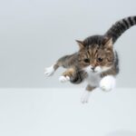 Why Do Cats Land on Their Feet? Physics Explains