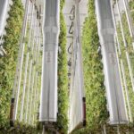 Robotic Bees Could Help Vertical Farms Right now and Astronauts Tomorrow