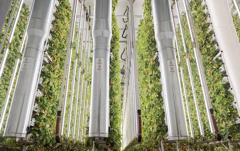 Robotic Bees Could Help Vertical Farms Right now and Astronauts Tomorrow