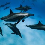 Dolphins and Whales Will In no way Evolve Again into Land Animals