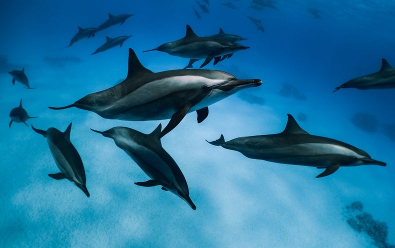 Dolphins and Whales Will In no way Evolve Again into Land Animals