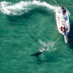 Wonderful White Sharks Are Surging off Cape Cod