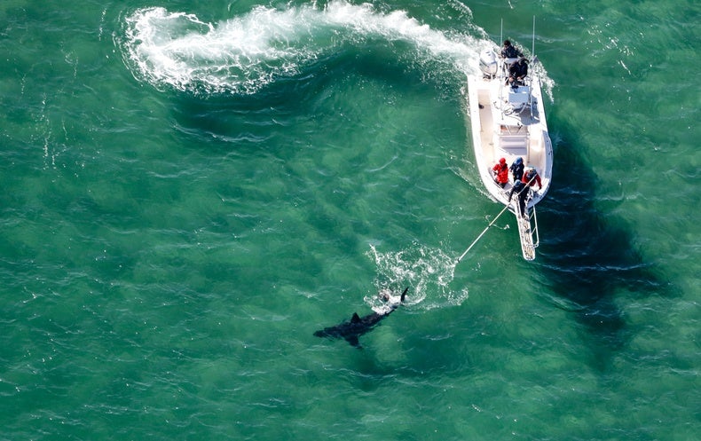 Wonderful White Sharks Are Surging off Cape Cod