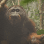 Just like Individuals, Orangutans Get Smoker’s Voice