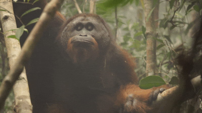 Just like Individuals, Orangutans Get Smoker’s Voice