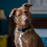 Why Do Canine Tilt Their Head to the Side?