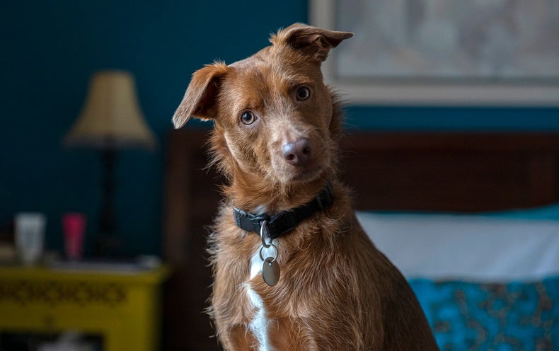 Why Do Canine Tilt Their Head to the Side?