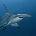 Are ‘Cocaine Sharks’ Truly Scarfing Down Medicines off Florida’s Coasts?