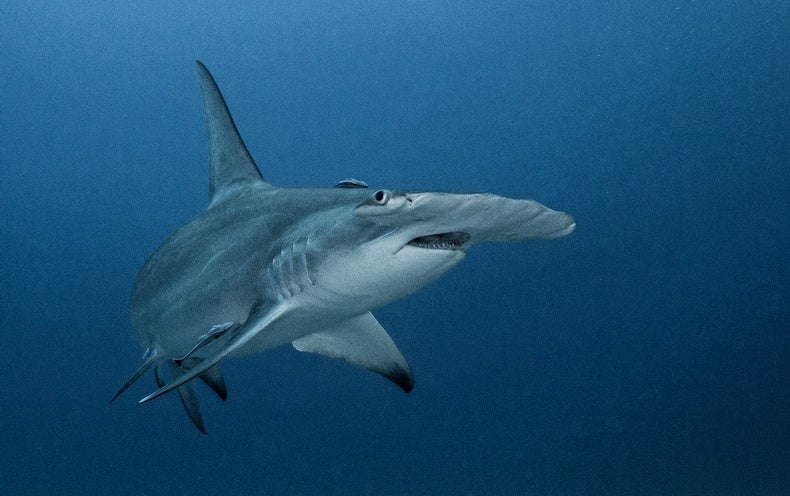 Are ‘Cocaine Sharks’ Truly Scarfing Down Medicines off Florida’s Coasts?