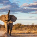 Elephants’ Large Sizzling Testicles May Be the Rationale They Get Much less Most cancers