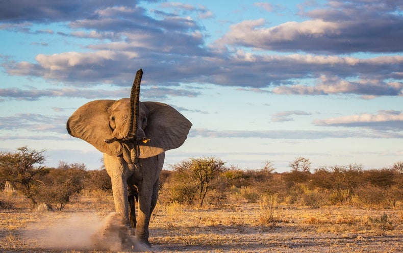 Elephants’ Large Sizzling Testicles May Be the Rationale They Get Much less Most cancers