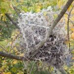 Towns Use Spikes to Maintain Birds Away. Birds Are Working with Them in Nests