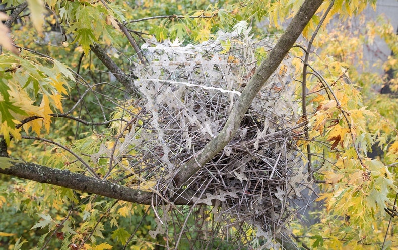 Towns Use Spikes to Maintain Birds Away. Birds Are Working with Them in Nests