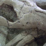 Mammals Preyed on Much Bigger Dinosaurs, a Beautiful New Fossil Reveals