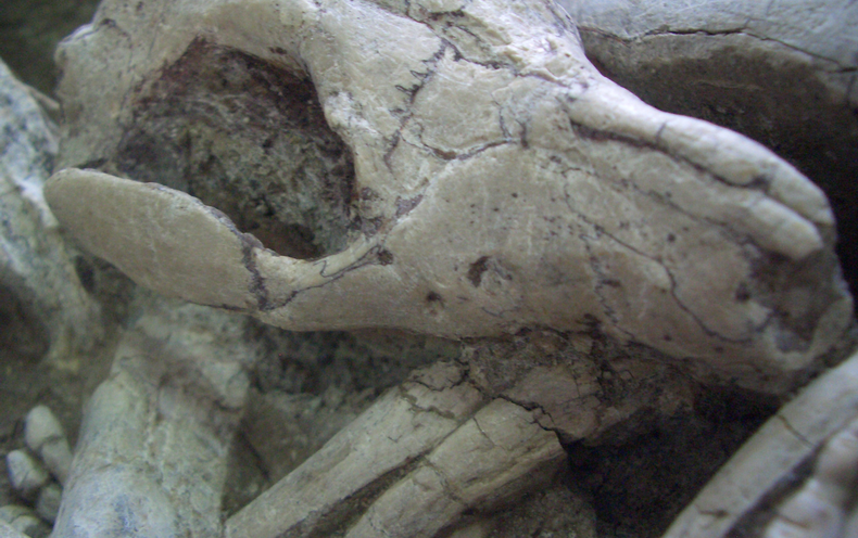Mammals Preyed on Much Bigger Dinosaurs, a Beautiful New Fossil Reveals