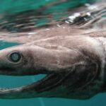 Deep-Sea Mining Can Chase off Marine Everyday living for Months