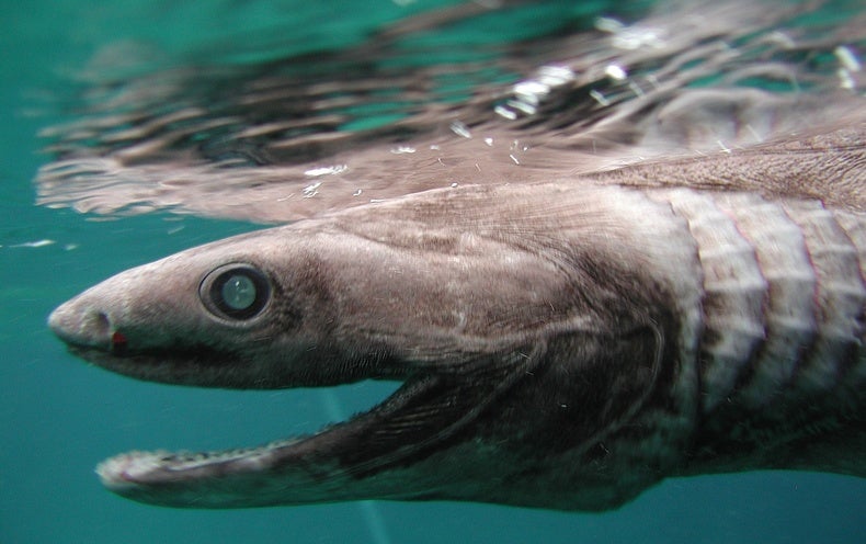 Deep-Sea Mining Can Chase off Marine Everyday living for Months