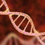 How Newly Found Genes May well In good shape Into Obesity