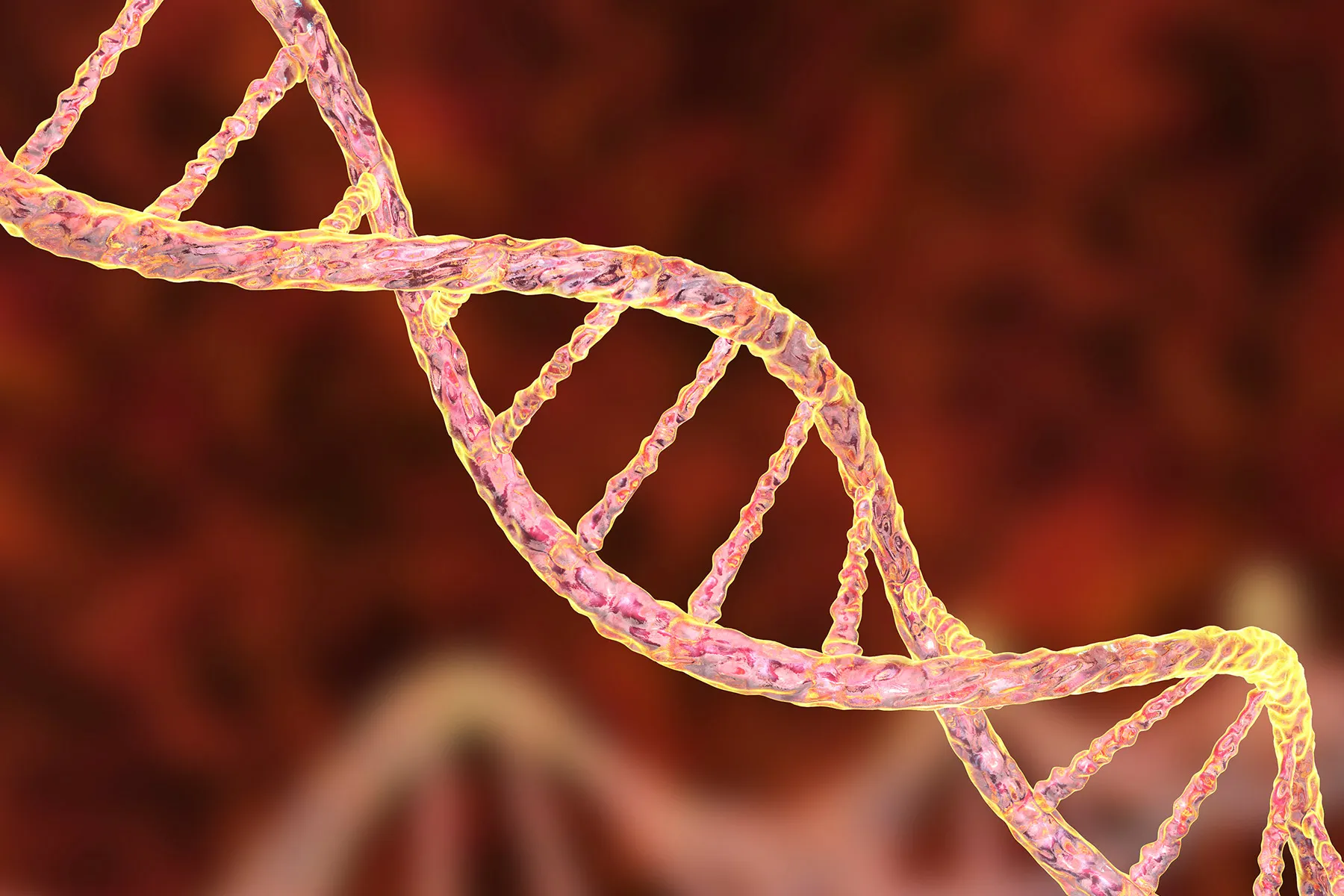 How Newly Found Genes May well In good shape Into Obesity