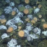 The Scorching Top secret guiding a Deep-Sea ‘Octopus Garden’