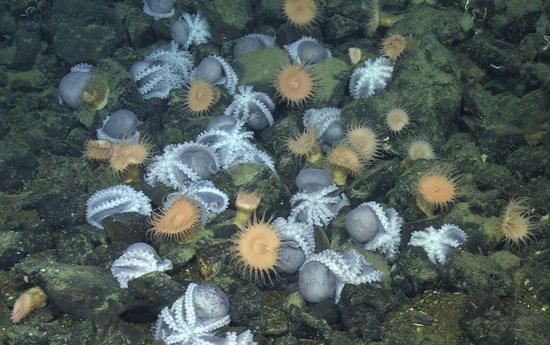 The Scorching Top secret guiding a Deep-Sea ‘Octopus Garden’