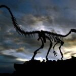 Paleontology Is Considerably Much more Than New Fossil Discoveries