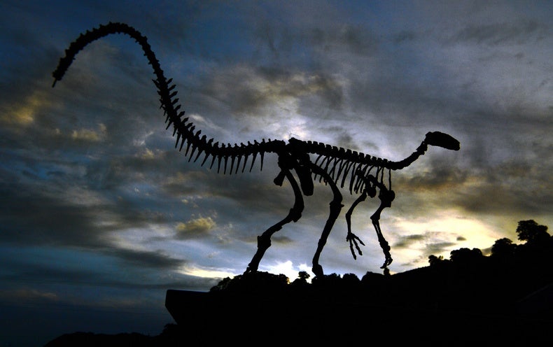 Paleontology Is Considerably Much more Than New Fossil Discoveries