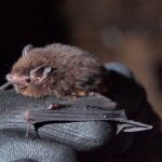 Lovely Moth-Measurement Bats Found in the Pacific Islands’ Premier Bat Cave