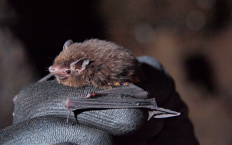 Lovely Moth-Measurement Bats Found in the Pacific Islands’ Premier Bat Cave