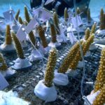 A Heroic Effort and hard work Aims to Help you save Florida’s Coral Reefs from File Warmth