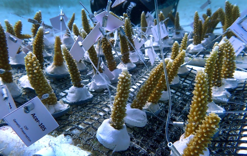 A Heroic Effort and hard work Aims to Help you save Florida’s Coral Reefs from File Warmth
