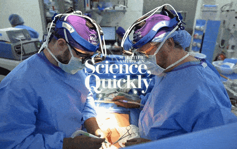 A Pig Kidney Was Just Transplanted Into a Human System, and It Is Continue to Operating