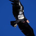 Endangered California Condors Get Bird Flu Vaccine