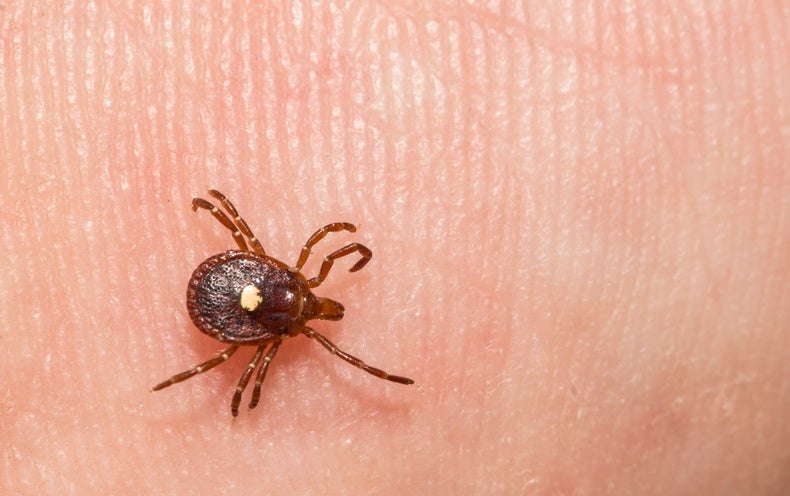 Pink Meat Allergy Prompted by Tick Chunk Is Spreading–And Nearly Half of Health professionals You should not Know about It