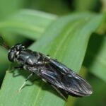 How Gene-Edited Bugs Are Giving Foodstuff, Fuel and Waste Disposal