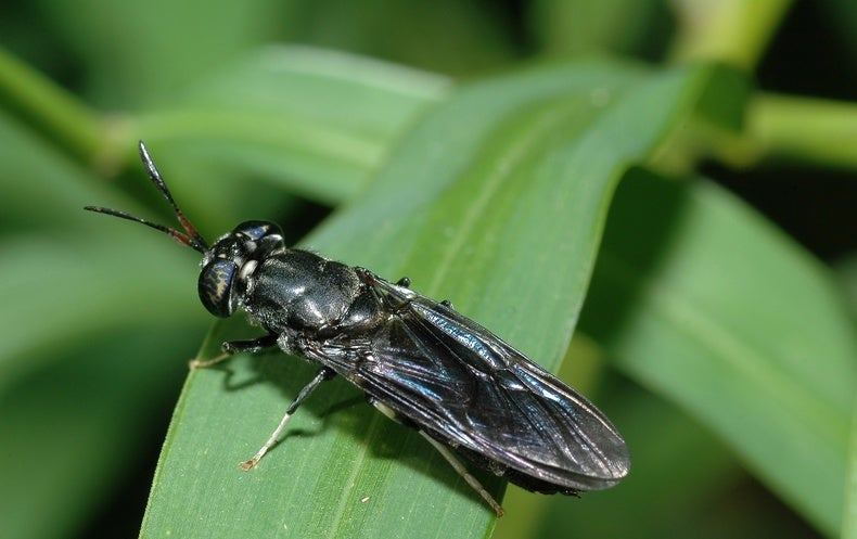 How Gene-Edited Bugs Are Giving Foodstuff, Fuel and Waste Disposal
