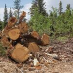 Will Forests Quit Absorbing Much more Carbon Than They Emit?