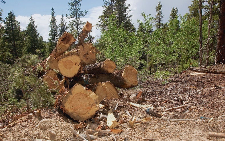 Will Forests Quit Absorbing Much more Carbon Than They Emit?