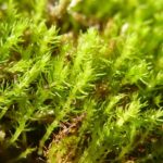 The World’s Oldest Moss Outlived the Dinosaurs, but It May possibly Not Survive Weather Transform