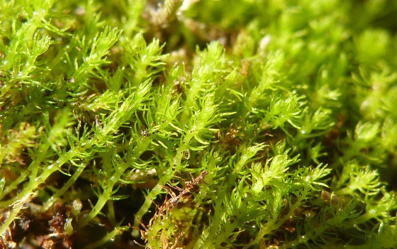 The World’s Oldest Moss Outlived the Dinosaurs, but It May possibly Not Survive Weather Transform