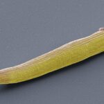 Worm Brains, Decoded like Never ever Prior to, Could Get rid of Light on Our Have Head